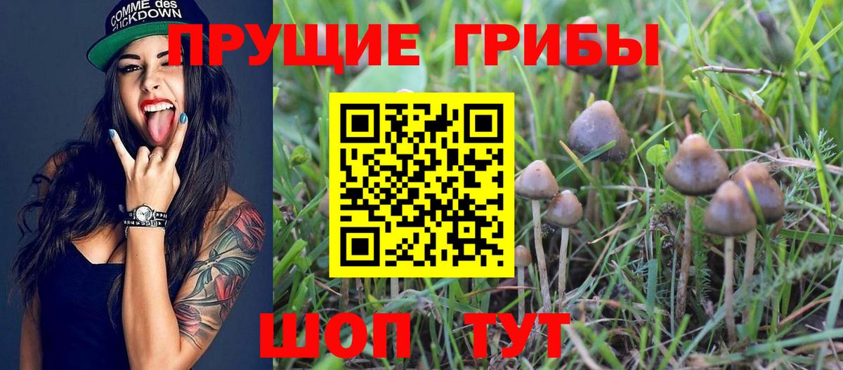 Псилоцибиновые грибы Cubensis  Галлюциногенные грибы мицелий  Вход с VPN  Назарово 